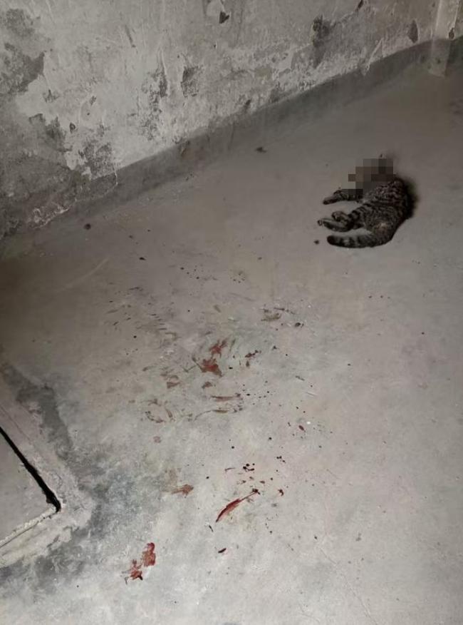 杭州小区被曝多起虐猫事件 居民报警求助