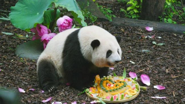 熊猫宝宝真成蛄蛹者了！