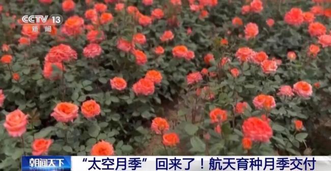 航天育种月季交付 太空种子开启新希望