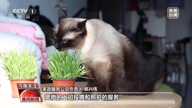 节前消费市场活力十足 年货“鲜”到家