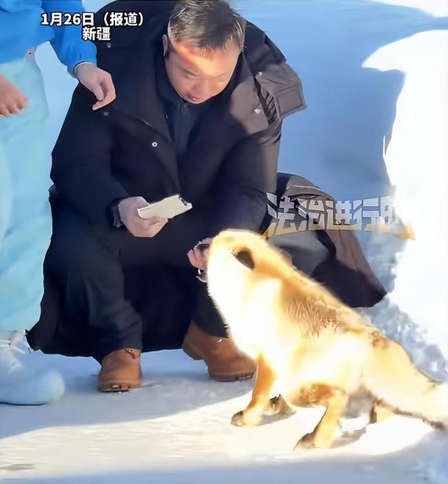 男子投喂野生狐狸被咬住手不松口 请勿触摸投喂野生动物
