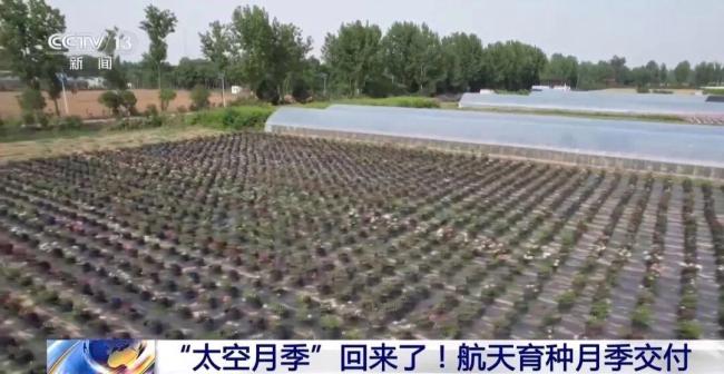 航天育种月季交付 太空种子开启新希望