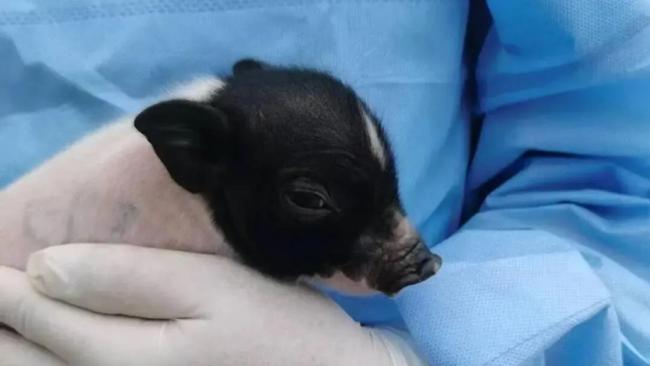 成都加速布局脑机接口等未来产业 前沿科技“种子”生根发芽