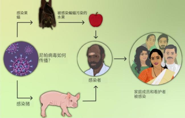 不要惊慌 尼帕病毒不是新病毒 已潜伏四分之一世纪