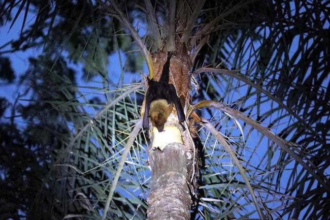 印度捕获9蝙蝠 1只有尼帕病毒抗体 疫情源头追踪中