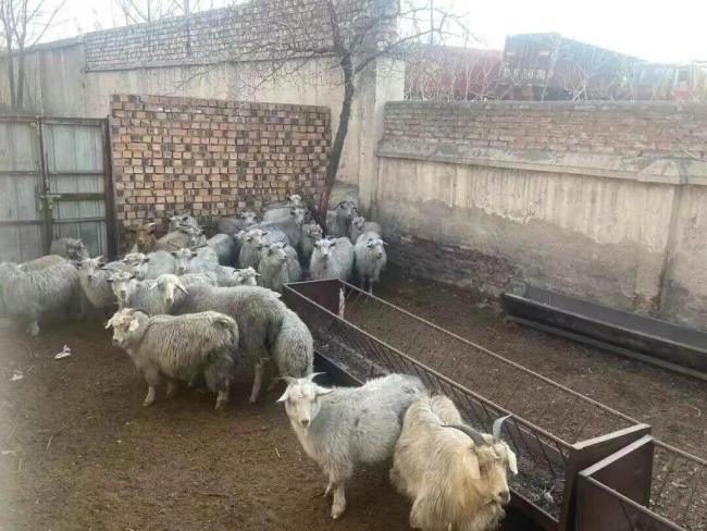 国企转让95只羊：1根毛都不能私自处理