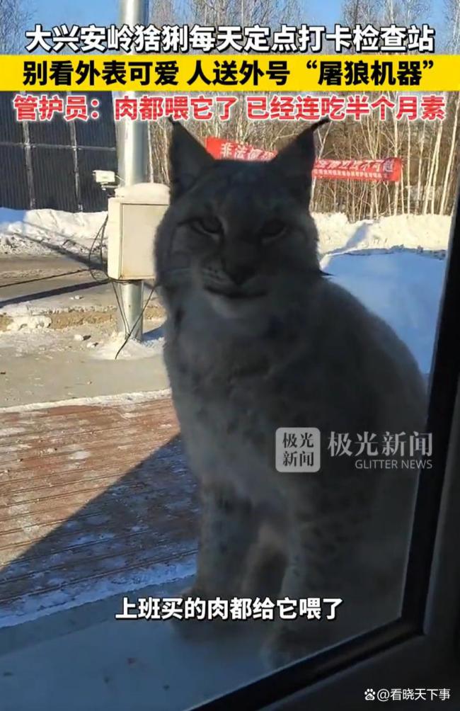 黑龙江一管护站被猞猁盯上，每天定点“蹭饭” 猞猁成定时讨食客