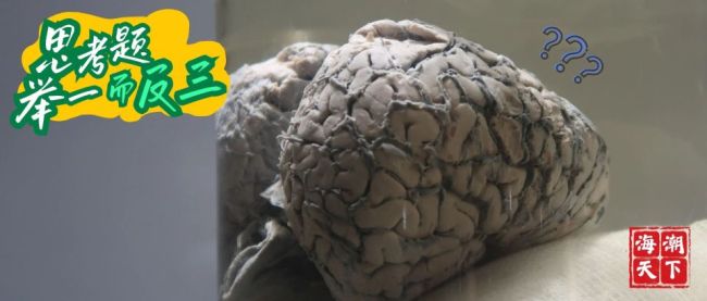 两天4起袭击，鲨鱼疯了吗？悉尼“高龄”下水道该不该背锅 污水系统引鲨鱼？