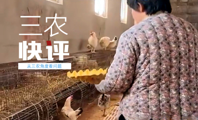 河南夫妻36万枚鸡蛋卖出36万元 信任与帮扶的双赢