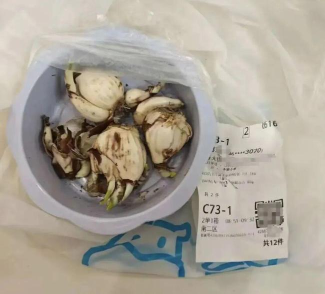 盒马回话误送水仙球致东谈主误食中毒