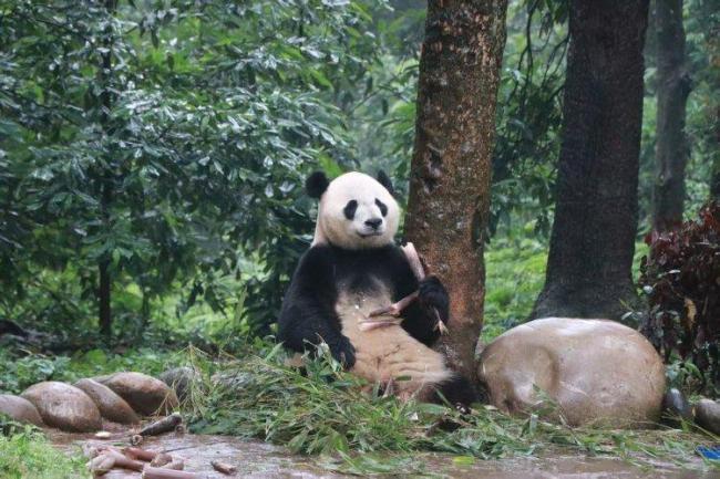 旅日大熊猫“晓晓”“蕾蕾”安家雅安 国宝归来开启新生活