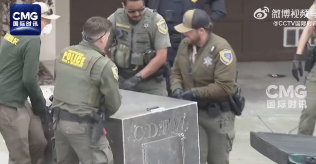 旧金山街头捕获一头美洲狮