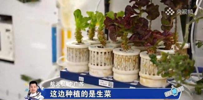 航天员在天际养上向日葵了 天际种菜的机要与意旨