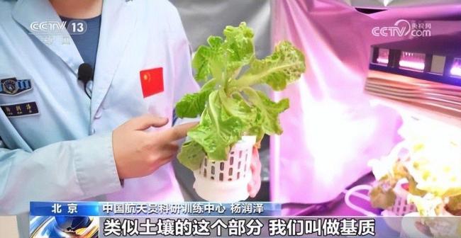航天员在天际养上向日葵了 天际种菜的机要与意旨