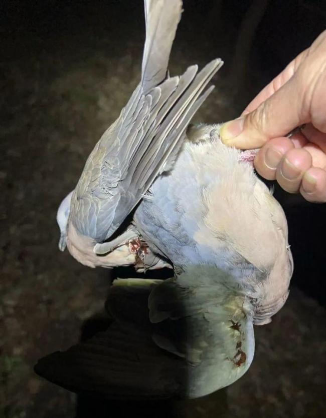 警方破获一起非法狩猎案 斩断黑手守护生态