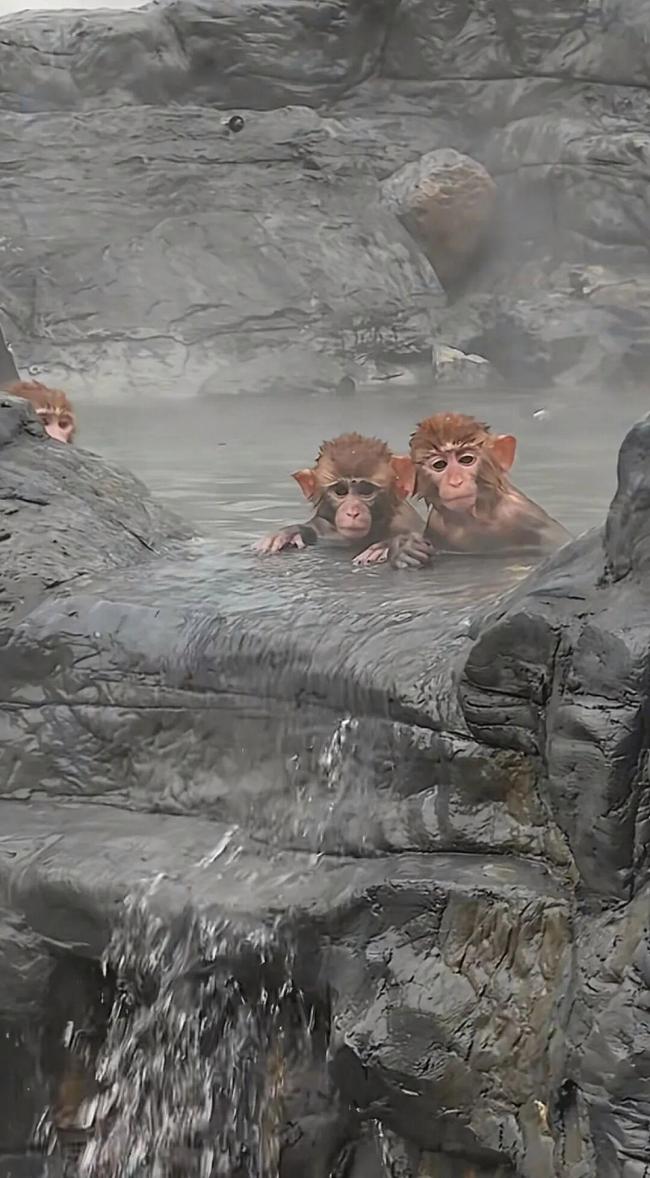 河南一景区猕猴“泡温泉养生” 五指山温泉成新宠