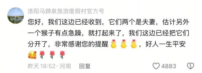 洛阳一度假村母猴遭公猴暴打 疑因“移情别恋”引发争斗