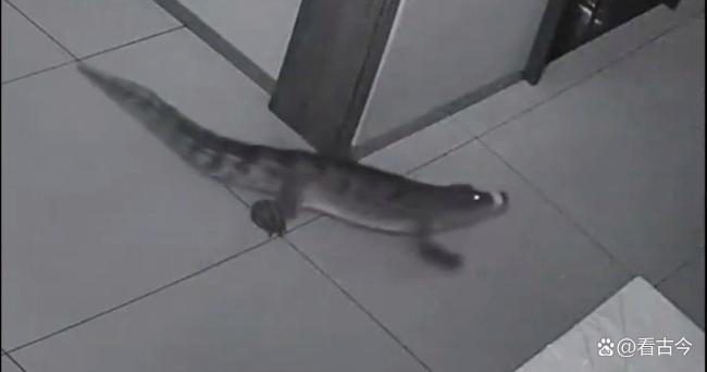 酒店回应深夜惊现鳄鱼遛弯 安全隐患引深思