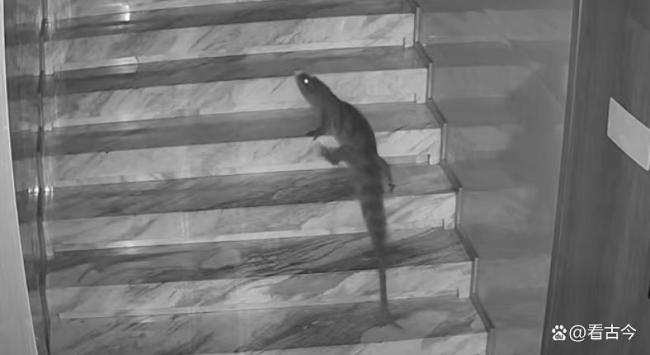 酒店回应深夜惊现鳄鱼遛弯 安全隐患引深思