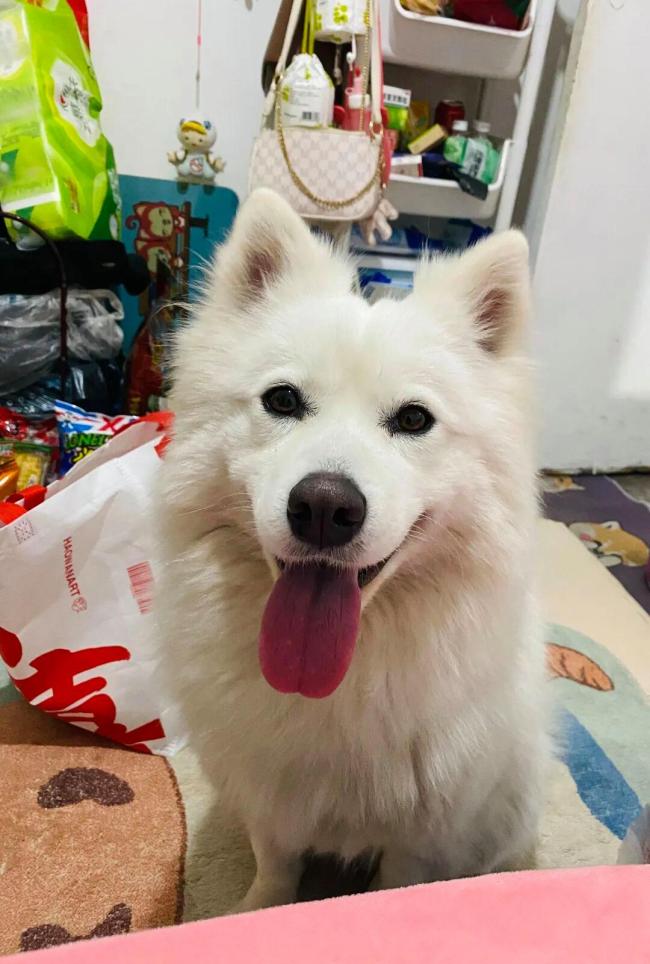 男孩玩火烧死宠物狗 烟花引燃悲剧引发热议