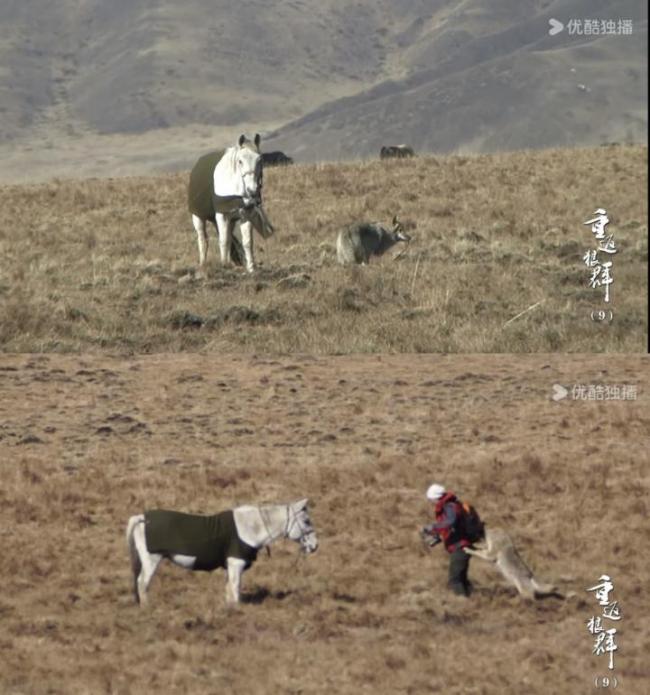 《重返·狼群》翻红带来流量新考题 李微漪与格林的双向奔赴