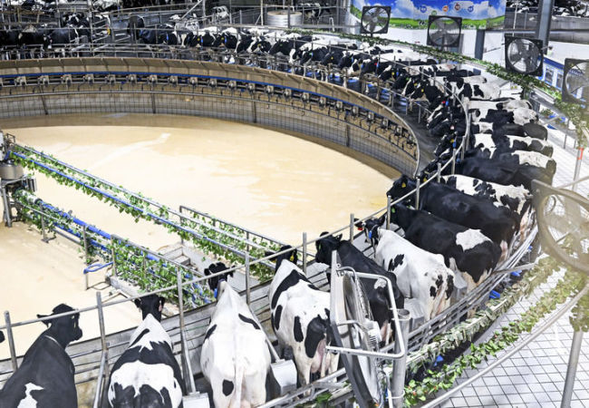 从中央一号文件看2026年“三农”工作路线图