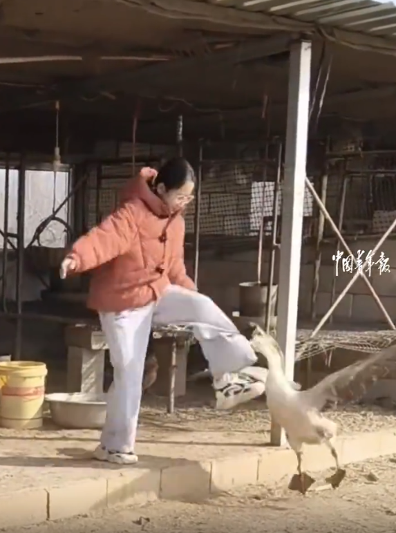 女孩喂大鹅被攻击 一顿脚踢直接打服 勇敢反制获赞