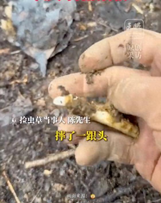 男子摔倒意外发现虫草 4天采获几百根