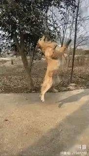 过年回老家的狗子 释放天性乐翻天