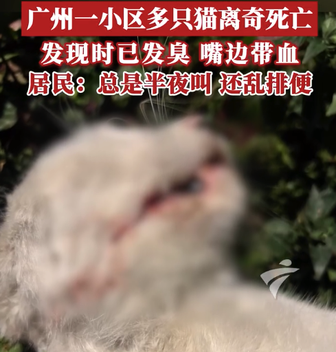 小区多只猫离奇死亡嘴角带血，发现时已发臭
