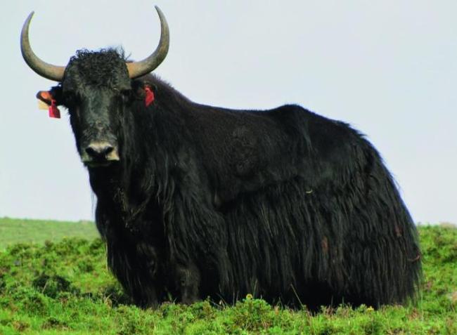 事业编招聘要求能捕野牦牛？当地回应 岗位曾存在但已不再招聘