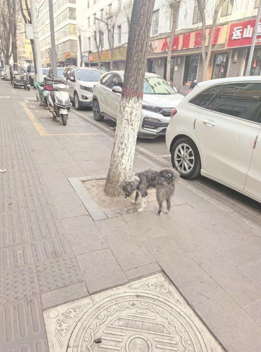 未牵绳边牧咬伤路人主人被行拘 新法首例处罚引发关注