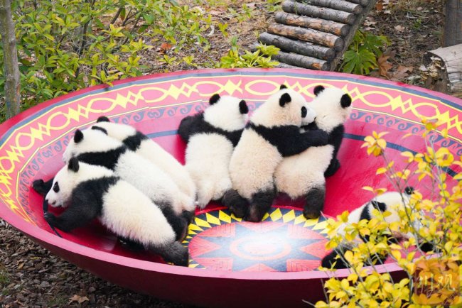 12只2025新生大熊猫公开亮相 萌态十足迎新春