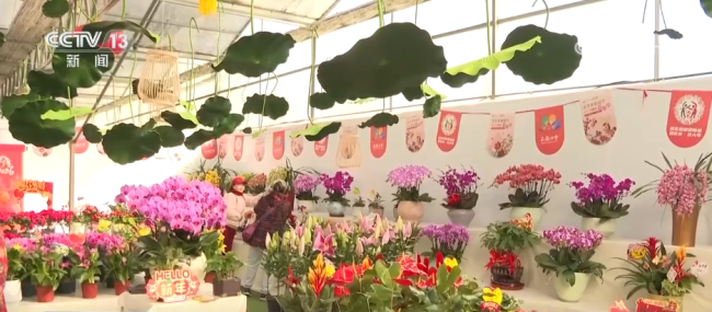 活力足，迎新春！各地“年味”上线氛围感已拉满