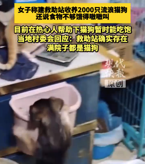 女子收养2000只猫狗欠几十万 当地回应