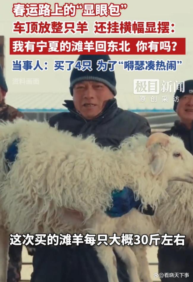 女子将整只滩羊放车顶还挂横幅显摆 远嫁女儿的骄傲宣言