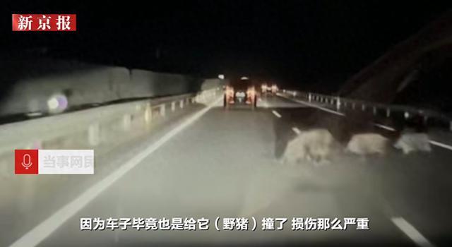 野猪横穿高速车主避让不及发生碰撞 当事人：车损严重炒股证券配资网，猪毛还卡在车轮