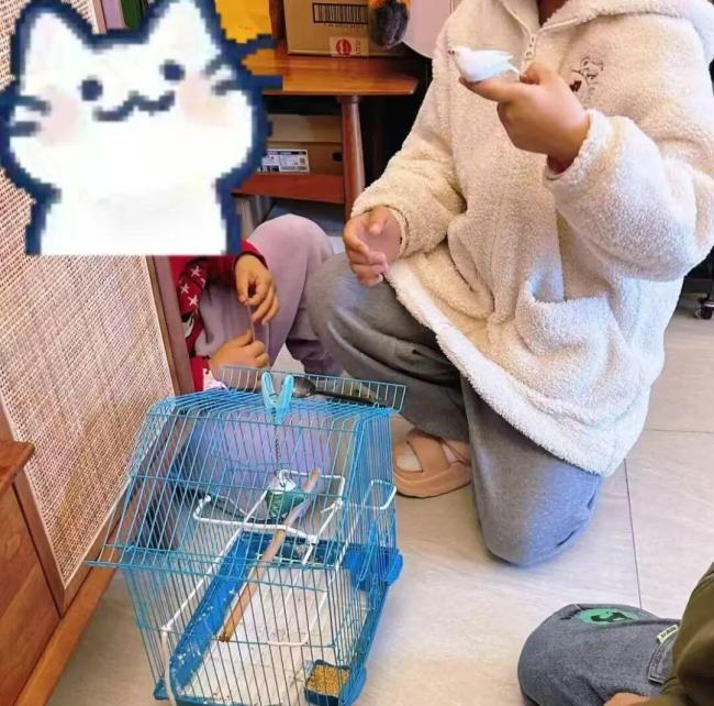 女孩20分钟找回悬赏2000元的走失猫咪 女儿爱心获赞