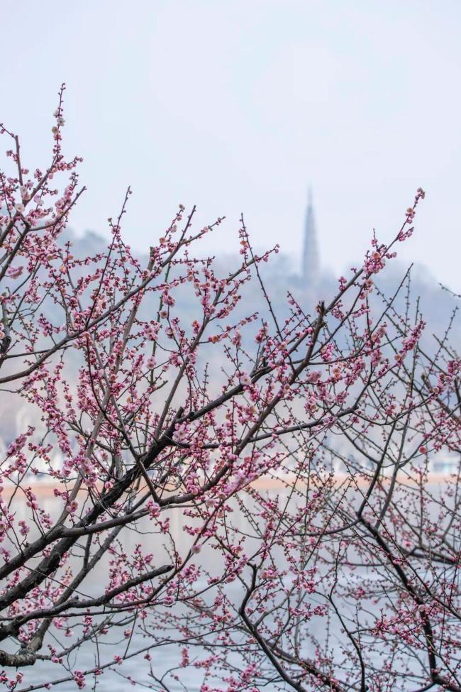 刚刚阐述：今起贯穿五天！气温暴跌17℃，春节假期把抓好这几天 浙江最新天气预告！