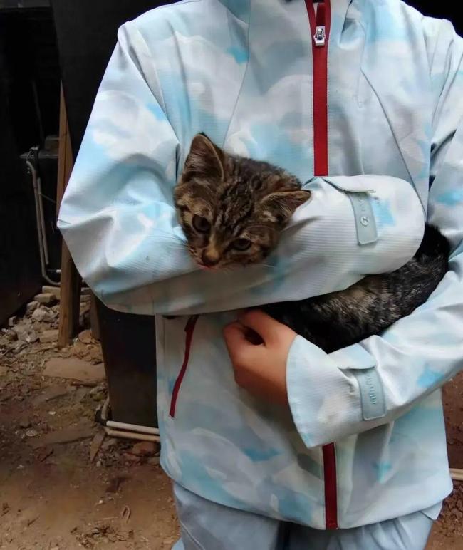 女孩20分钟找回悬赏2000元的走失猫咪 女儿爱心获赞