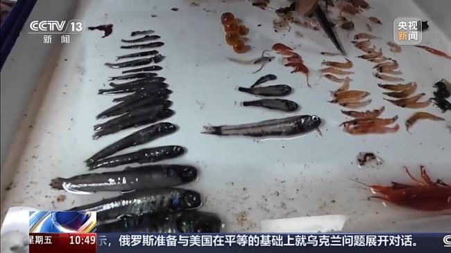 中国南极考察又有新发现 珍贵科研样品获取成功