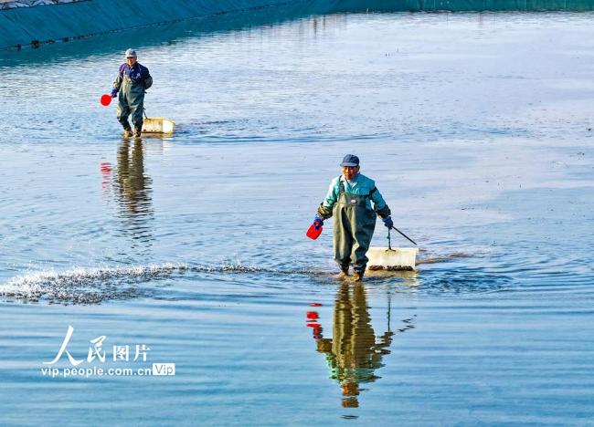 安徽芜湖：虾塘管护忙