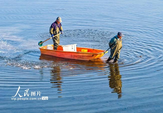 安徽芜湖：虾塘管护忙