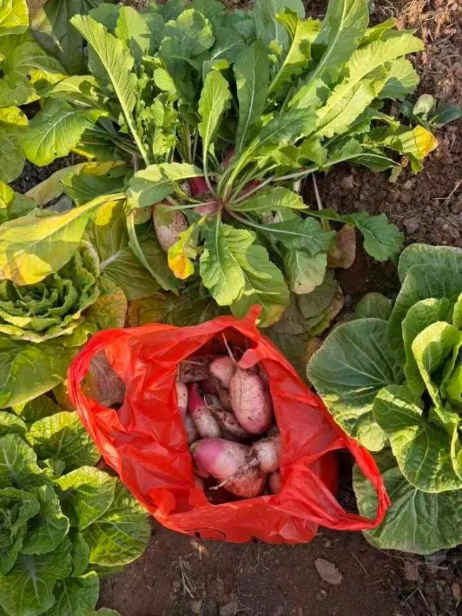 一篮青菜换来满满一大箱舟山海鲜 温情互动感动网友