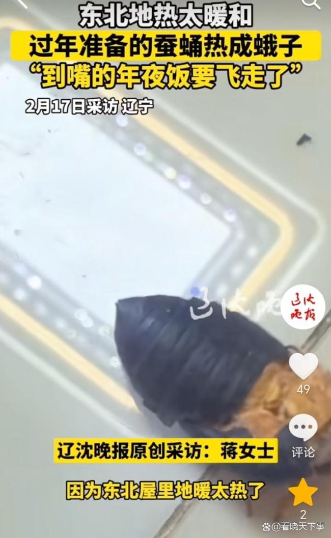 东北地热太暖和 蚕蛹热成蛾子 到嘴年夜饭飞走