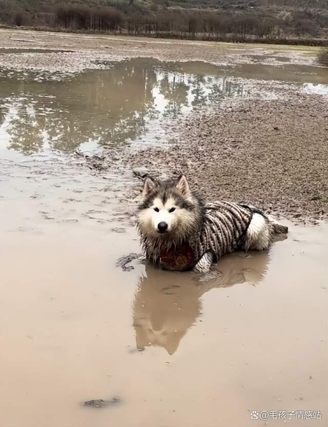 城里狗回村过年看到本地狗惊呆了 反差萌笑翻众人