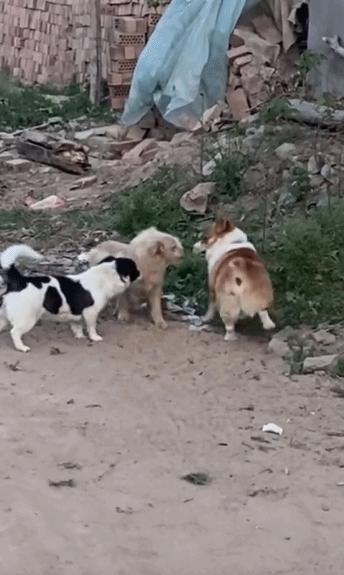 城里狗回村过年看到本地狗惊呆了 反差萌笑翻众人