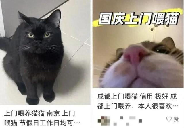 上门喂猫春节能赚16万?律师提醒