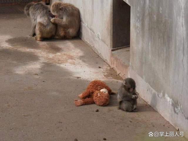 日本動物園小猴把毛絨玩具當(dāng)作媽媽 孤獨中的溫暖慰藉