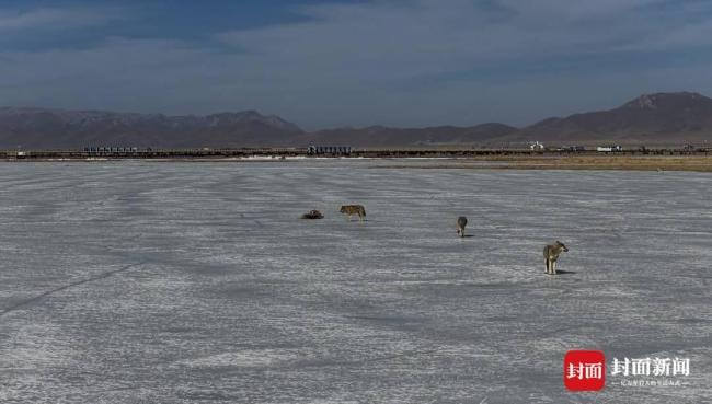 你在影院见“格林” 我在若尔盖护狼群 重映引发观影热潮